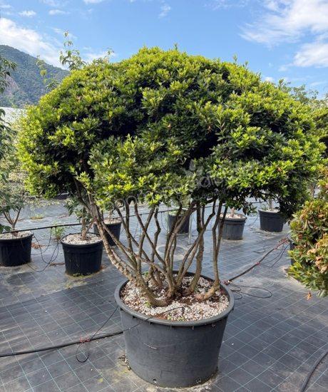 Azalea japonica meerstammig kopen