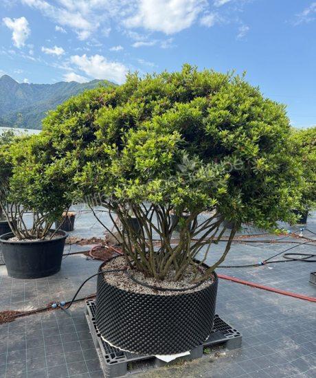 Azalea japonica meerstammig kopen