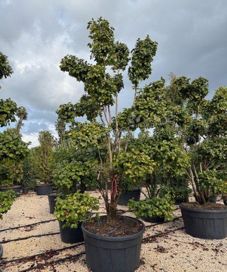 Camellia japonica bonsai kopen