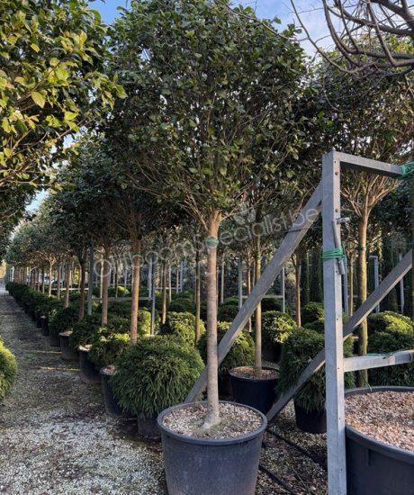 Camelia japonica hoogstam kopen