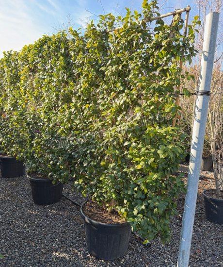 Camelia japonica leischerm kopen