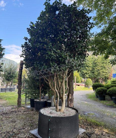 Camellia japonica meerstammig kopen