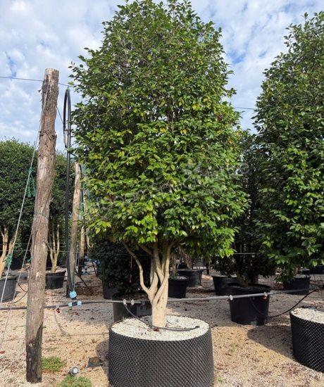 Camellia japonica meerstammig kopen