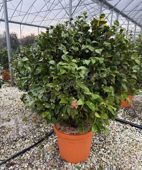 Camelia japonica struik kopen