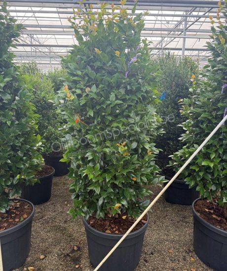 Camellia japonica struik kopen