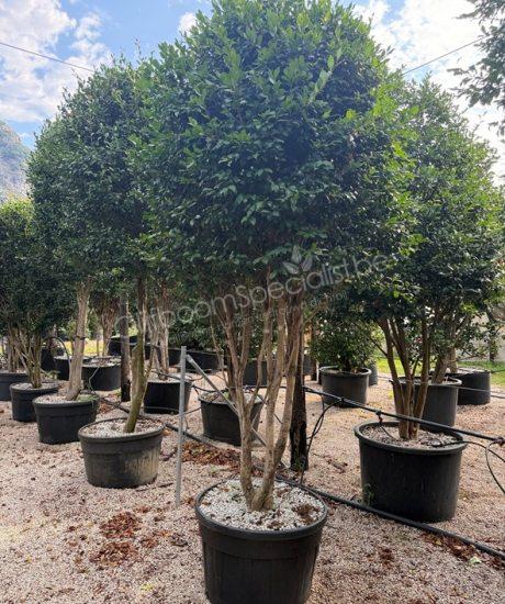 Camellia sasanqua meerstammig kopen