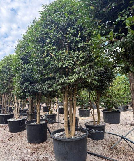 Camellia sasanqua meerstammig kopen
