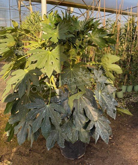 Fatsia japonica vingerplant kopen
