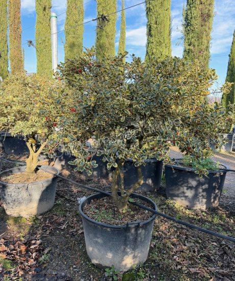 Ilex aquifolium 'Aureomarginata' meerstammig kopen bonte hulst