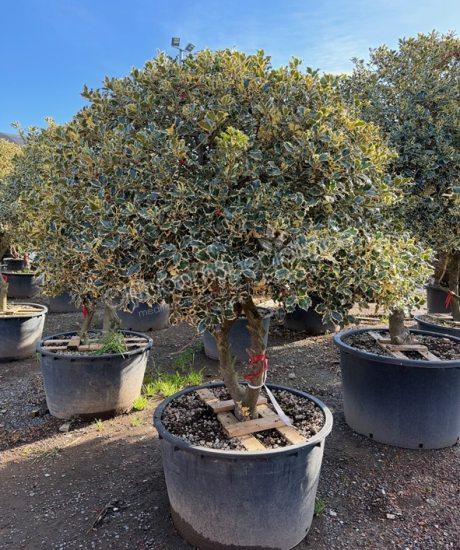 Ilex aquifolium 'Aureomarginata' meerstammig kopen bonte hulst
