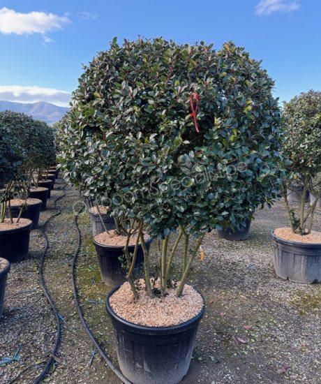 Ilex meserveae 'Blue Prince' meerstammig kopen