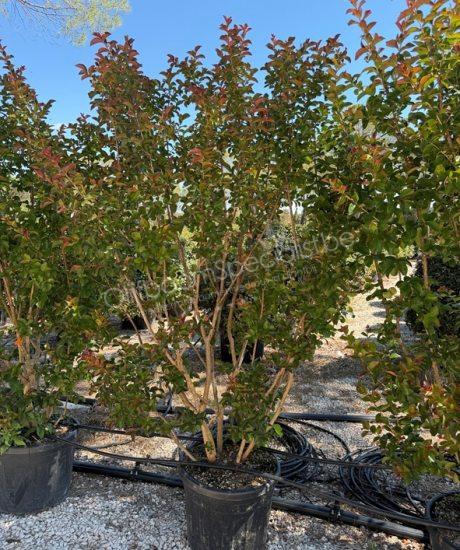 Mimosa meerstammig Lagerstroemia indica