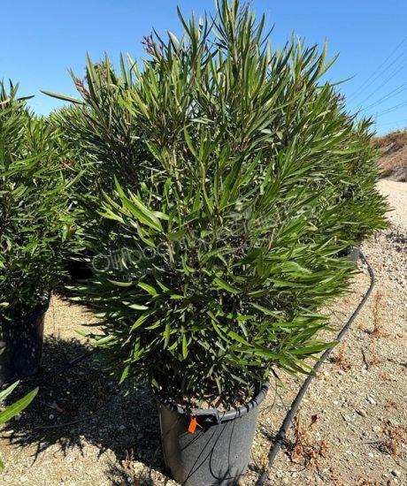 Oleander kopen Nerium oleander