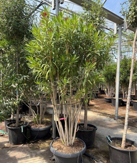 Nerium oleander meerstammig kopen oleander