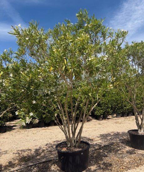 Nerium oleander meerstammig kopen oleander