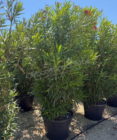 Nerium oleander kopen oleander