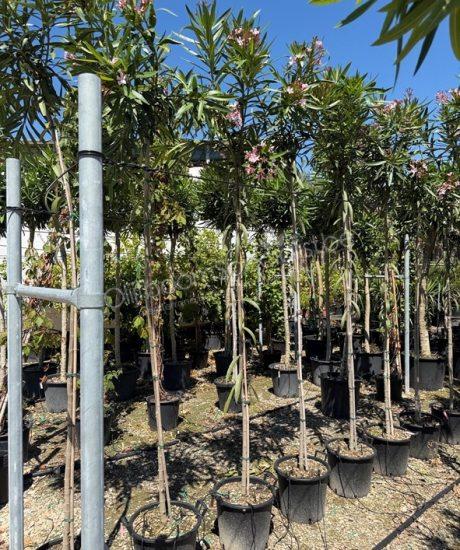 Oleander kopen Nerium oleander hoogstam