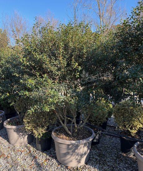 Osmanthus burkwoodii meerstammig kopen schijnhulst