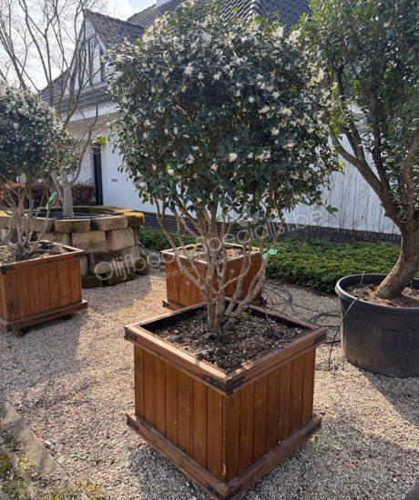 Osmanthus burkwoodii meerstammig kopen schijnhulst