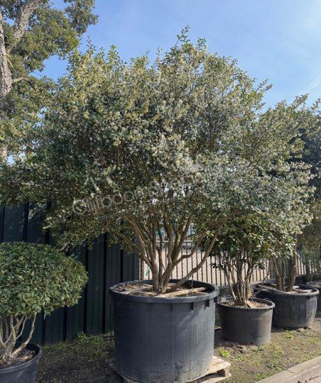 Osmanthus burkwoodii meerstammig kopen schijnhulst