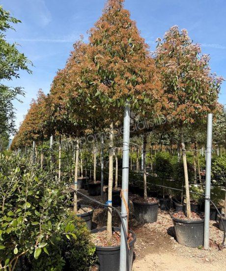 Glansmispel hoogstam kopen Photinia fraseri 'Red Robin'