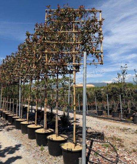 Photinia fraseri 'Red Robin' leiboom glansmispel