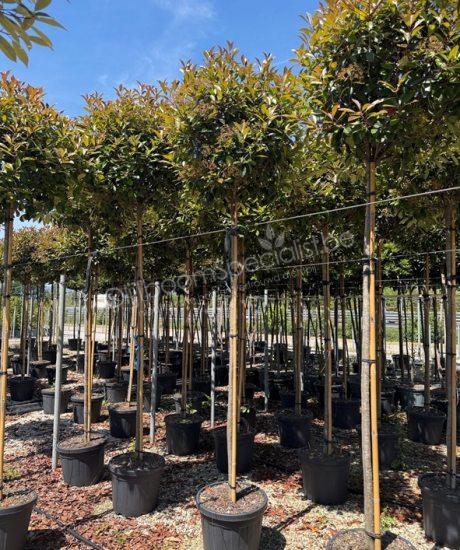 Photinia fraseri 'Red Robin' hoogstam glansmispel