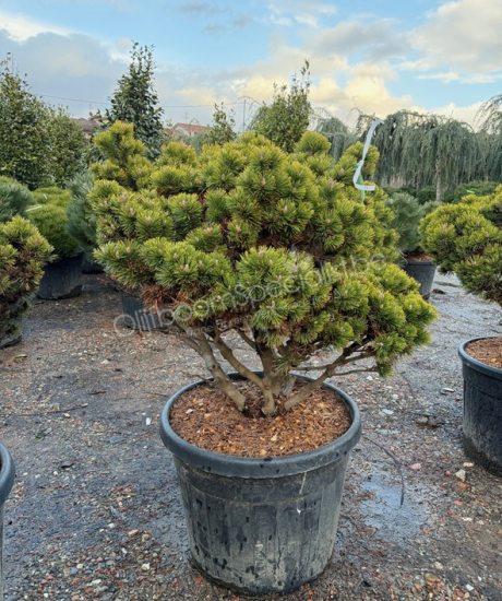 Pinus mugo 'Peterlee'  meerstam kopen Bolvormige den