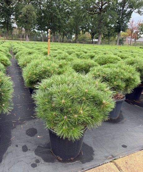 Pinus brepo bol kopen Bolvormige den