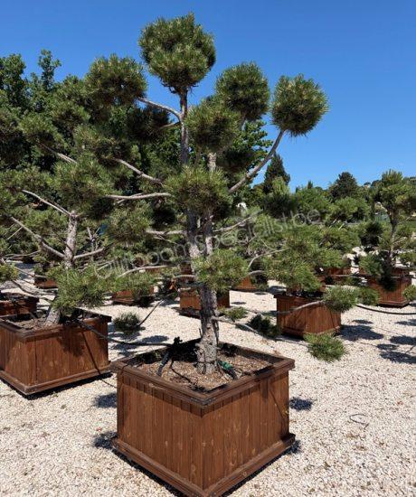 Pinus nigra bonsai kopen