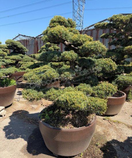 Pinus pentaphylla Japanse Bonsai kopen