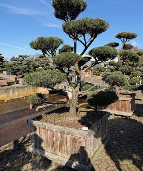 Pinus sylvestris 'Norsky' bonsai kopen
