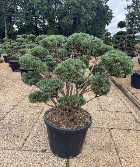 Pinus sylvestris 'Watereri' bonsai kopen