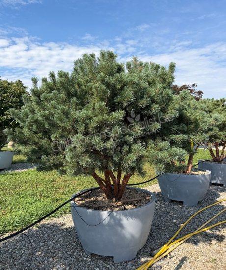 Pinus sylvestris 'Watereri' meerstammig kopen