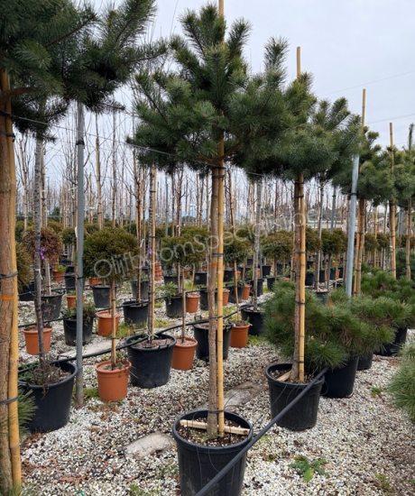 Pinus sylvestris hoogstam kopen