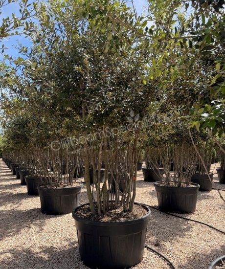 Steeneik meerstammig Quercus Ilex