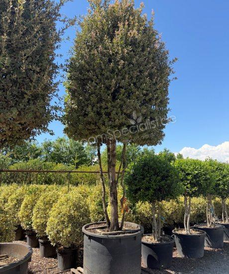Steeneik meerstammig Quercus Ilex