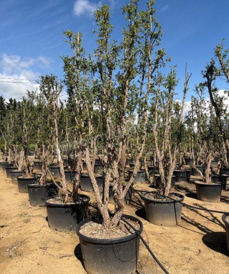Quercus suber meerstammig kopen Kurkeik