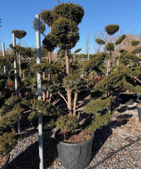 Taxus bonsai kopen