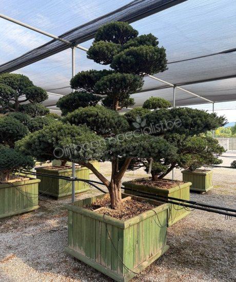 Taxus cuspidata Japanse Bonsai kopen