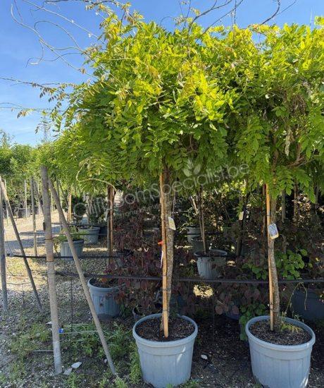Wisteria blauwe regen hoogstam kopen