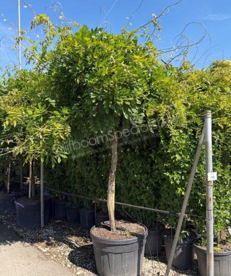 Blauwe regen hoogstam kopen Wisteria sinensis Wisteria floribunda