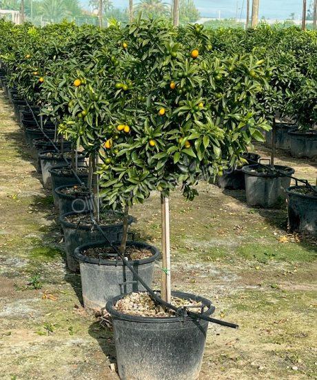 Kumquatboom kopen