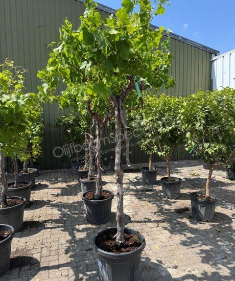 Vitis vinifera - Druivenrank - Druivenrank kopen