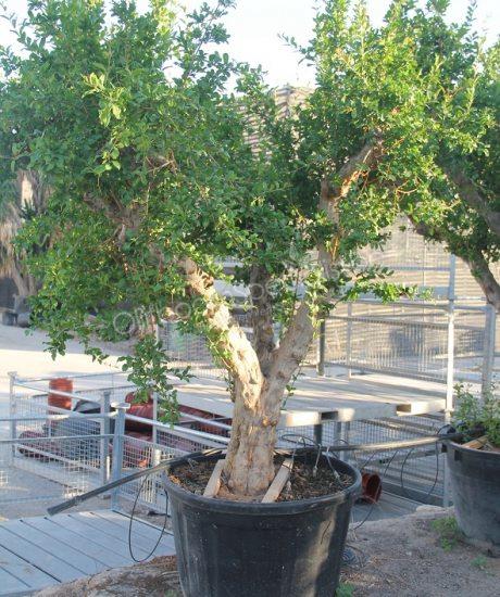Granaatappelboom 