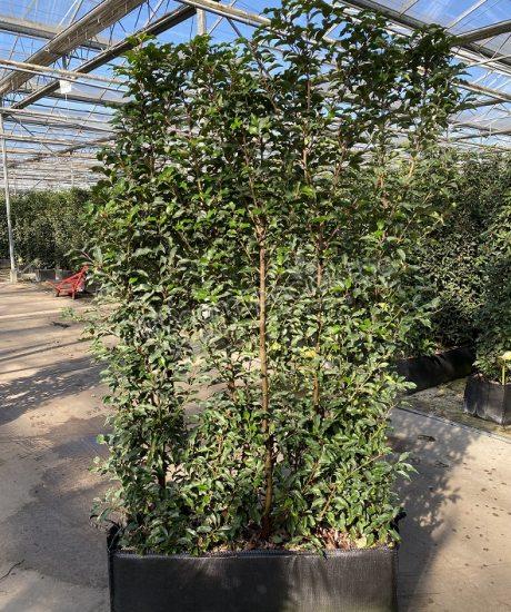 Prunus lusitanica Haagelementen kopen