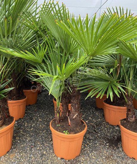 Meyella Rubber Erfgenaam Trachycarpus fortunei | Palmboom productinformatie | Winterharde palmboom |  Palmboom Specialist