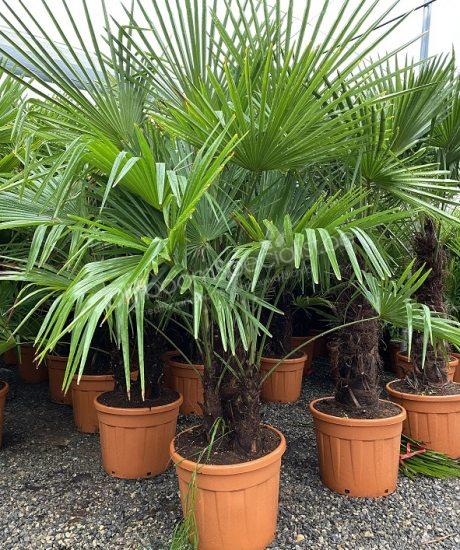 oneerlijk leeuwerik Van toepassing zijn Palmboom productoverzicht | Palmboom | Palmboom Specialist