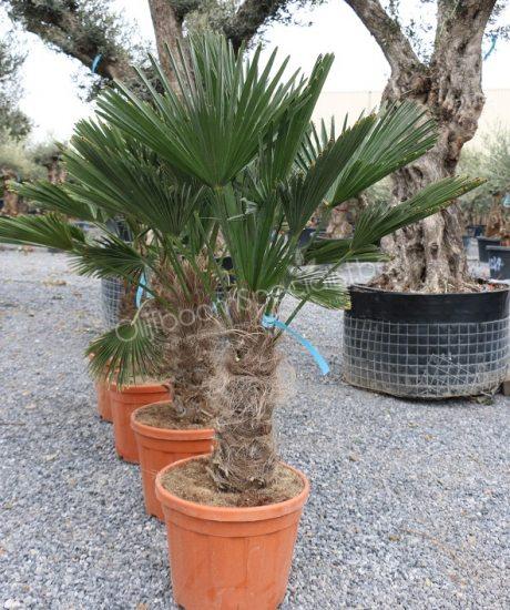 Trachycarpus wagnerianus - Wagnerpalm kopen
