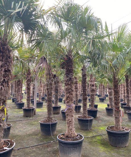 Shipley Uitbreiden Optimistisch Palmboom productoverzicht | Palmboom | Palmboom Specialist